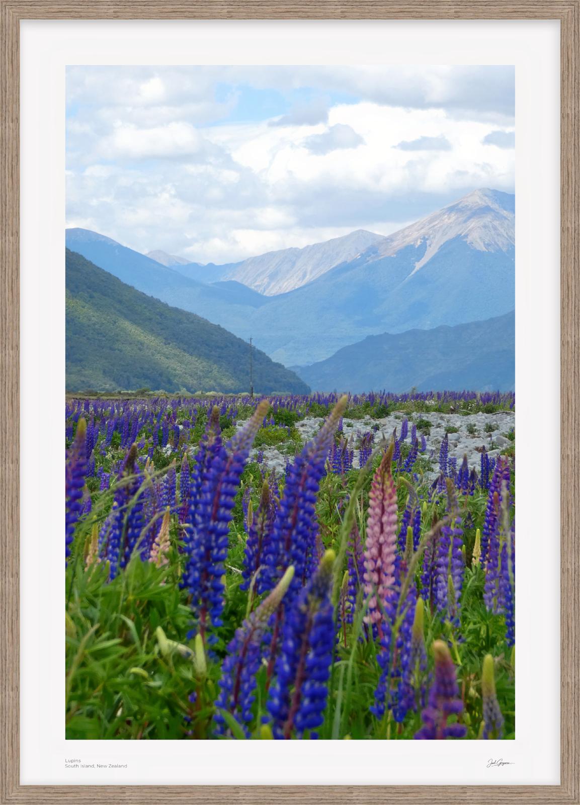Lupins | New Zealand Scenic Series | South Island, NZ
