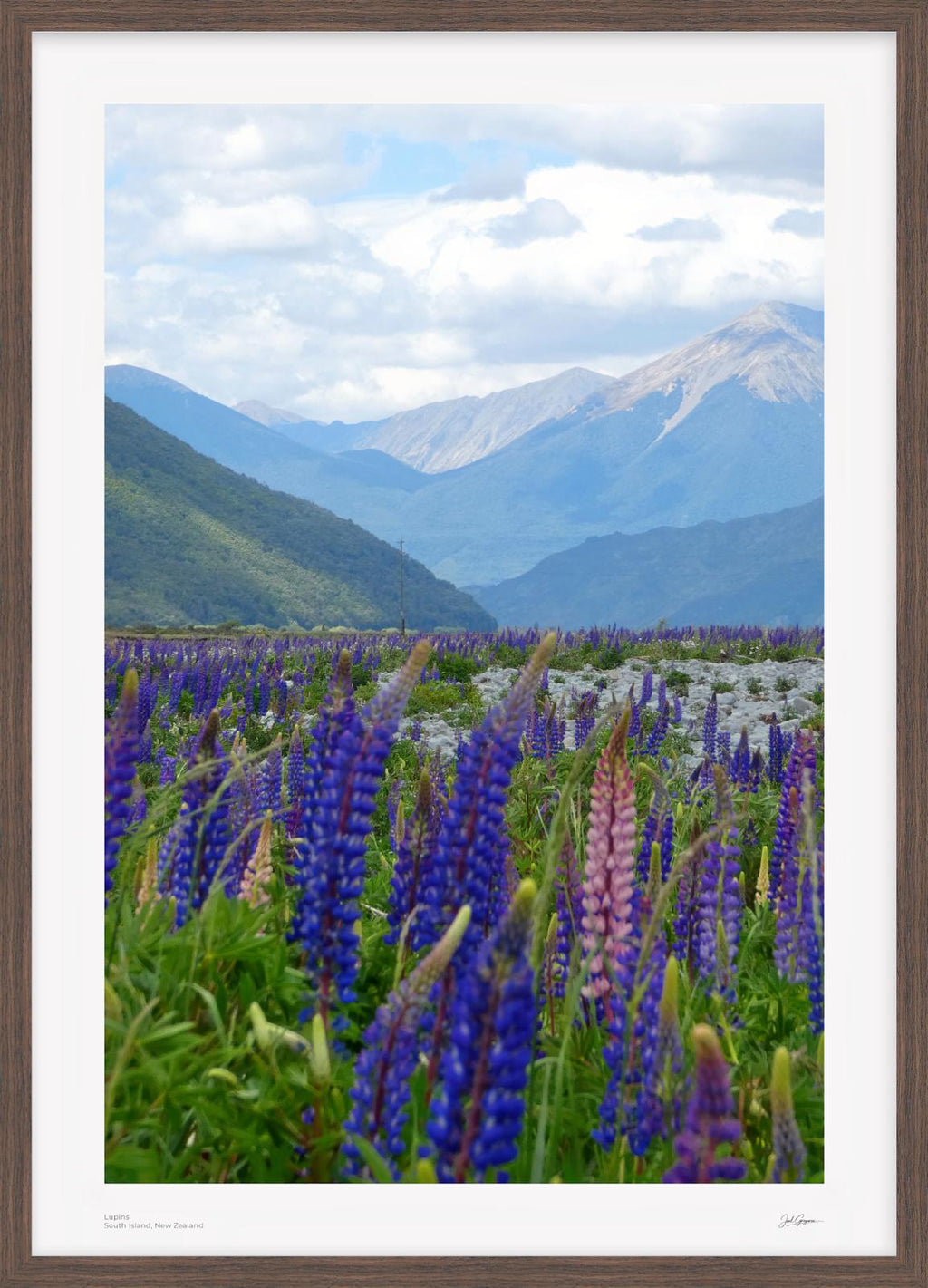 Lupins | New Zealand Scenic Series | South Island, NZ