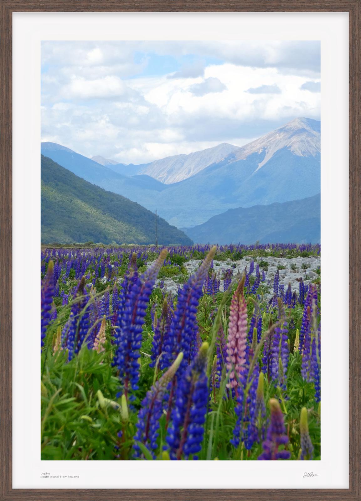 Lupins | New Zealand Scenic Series | South Island, NZ