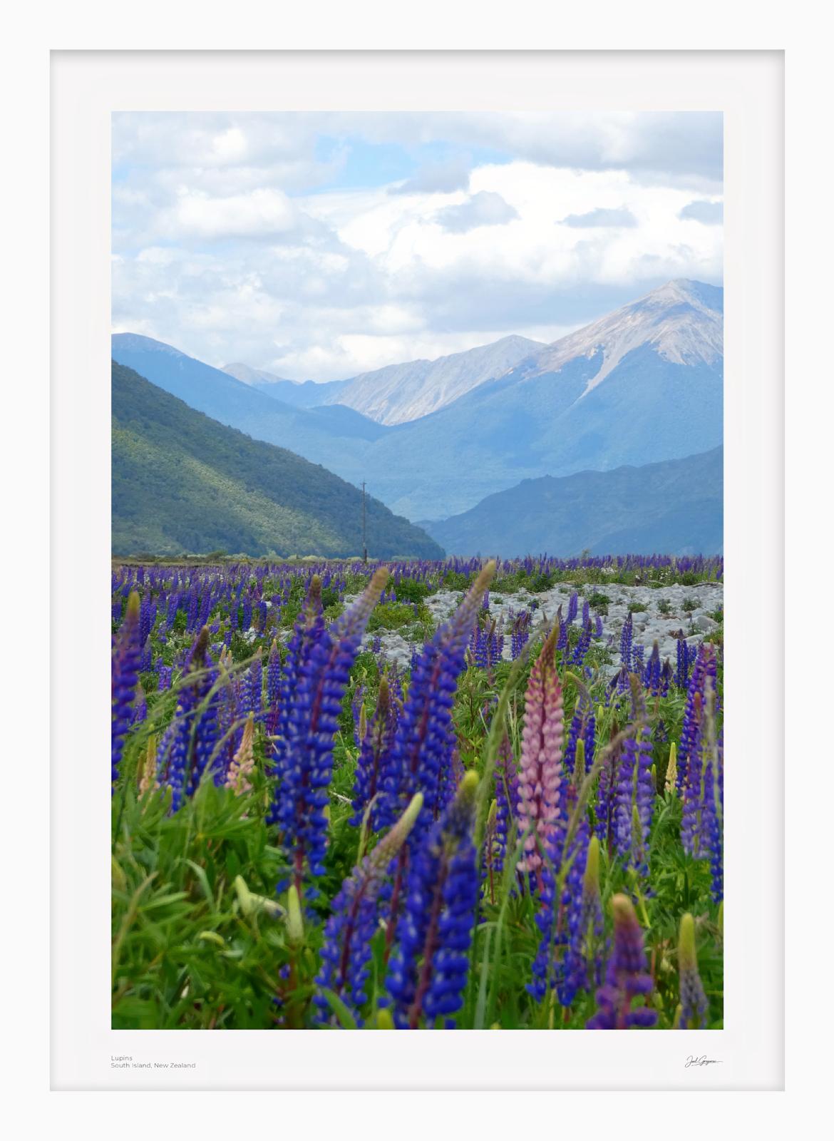 Lupins | New Zealand Scenic Series | South Island, NZ