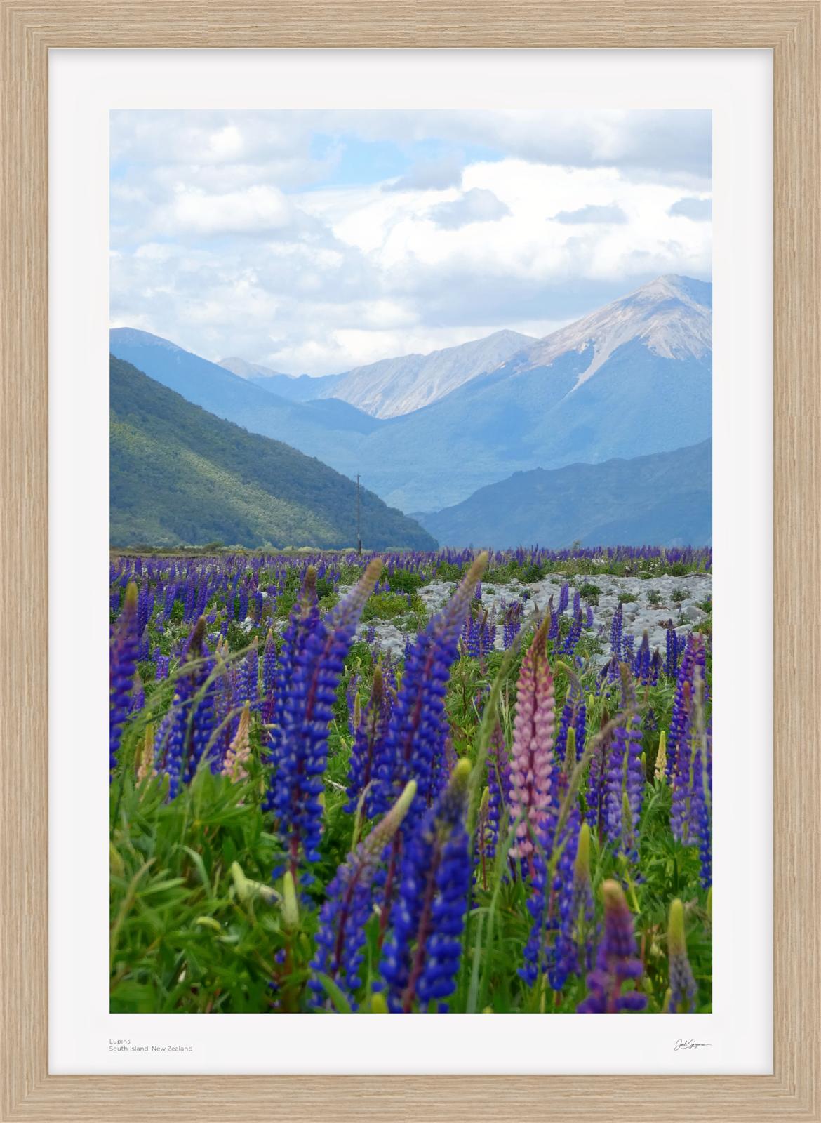 Lupins | New Zealand Scenic Series | South Island, NZ