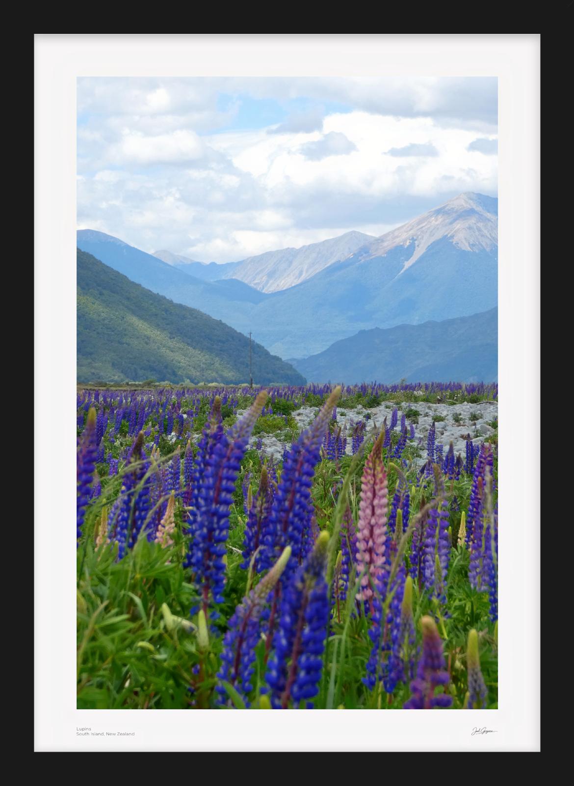 Lupins | New Zealand Scenic Series | South Island, NZ