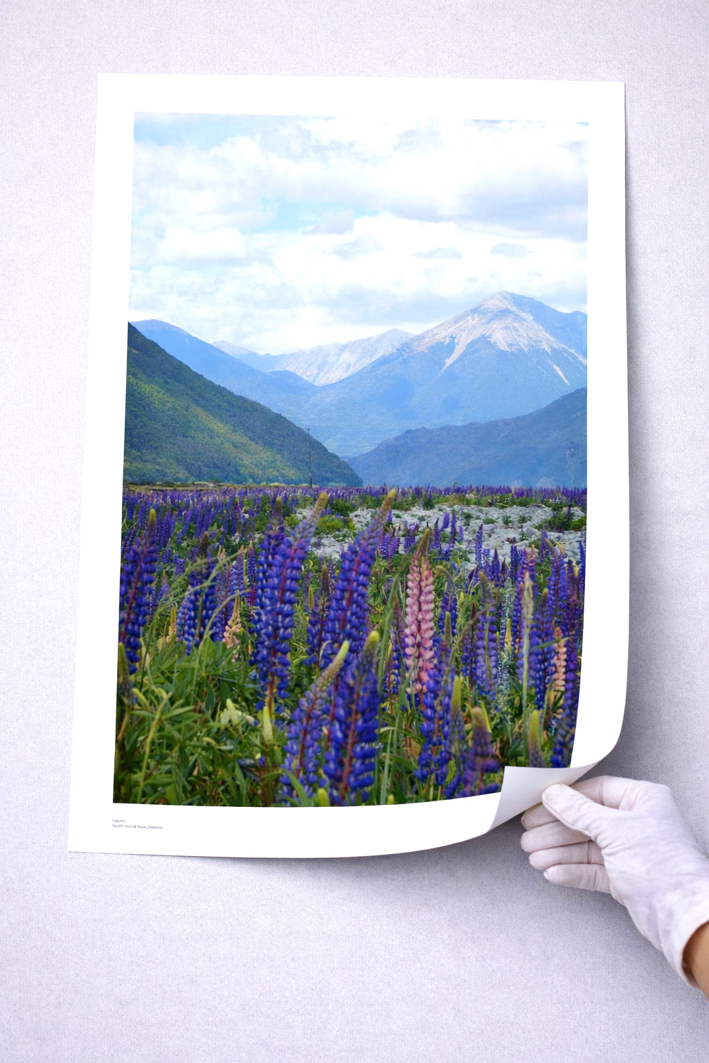 Lupins | New Zealand Scenic Series | South Island, NZ